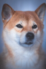 Portrait of a Shiba Inu dog isolated