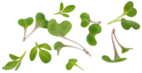 Microgreen leaves isolated on white background