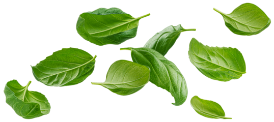 Basil leaves isolated