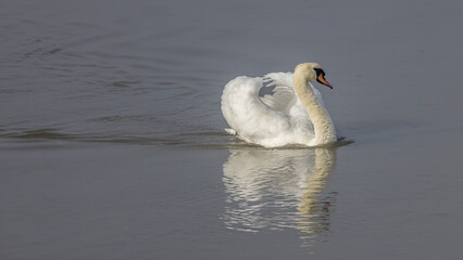 Mute swan upstream on the Rhône