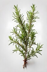 Rosemary plant with white background