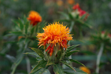 紅花