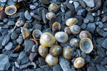 Shells of limpets and periwinkles on pebble beach
