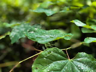 Closeup shot of big green leaves with water drops with a forest in the background