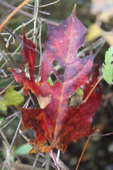 Fototapeta premium Herbstimpressionen Hannover