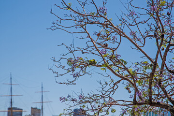 birds on tree
