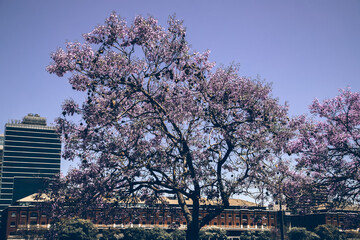jacaranda blossom trees