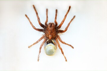 Fulgora laternaria spread is common in Central and South America, Mexico.