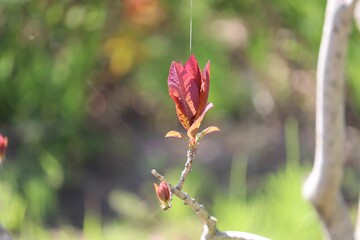 Closeup of leaves growing on a tree branch in a garden under the sunlight