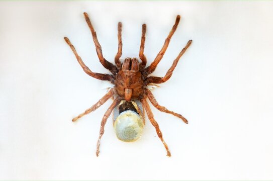 Fulgora laternaria spread is common in Central and South America, Mexico.