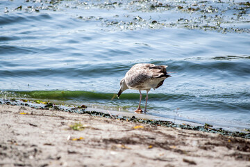 seagull on the beach