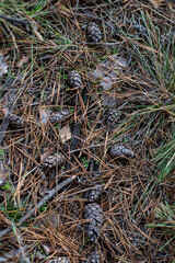cones in the grass