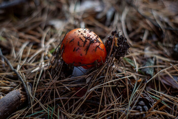 fly mushroom in the grass