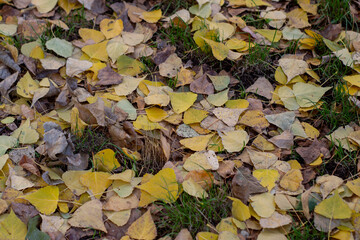 autumn leaves background