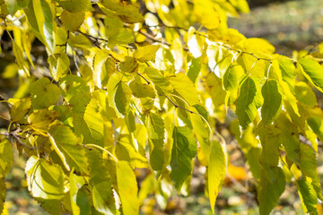 yellow leaves background