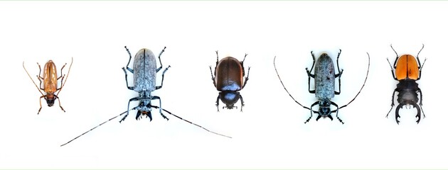 Fulgora laternaria spread is common in Central and South America, Mexico.