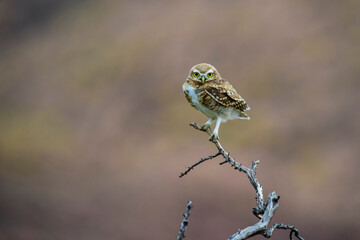 Burrowing Owl perched, La Pampa Province, Patagonia, Argentina.
