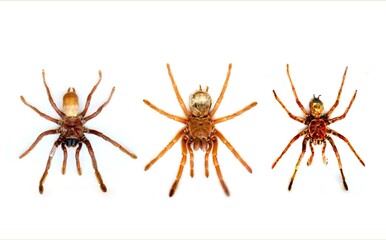 Fulgora laternaria spread is common in Central and South America, Mexico.