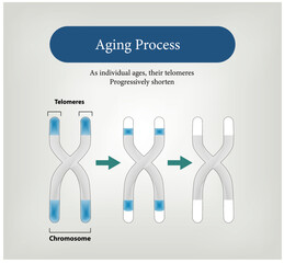 Aging Process, As individual ages, their telomeres Progressively shorten