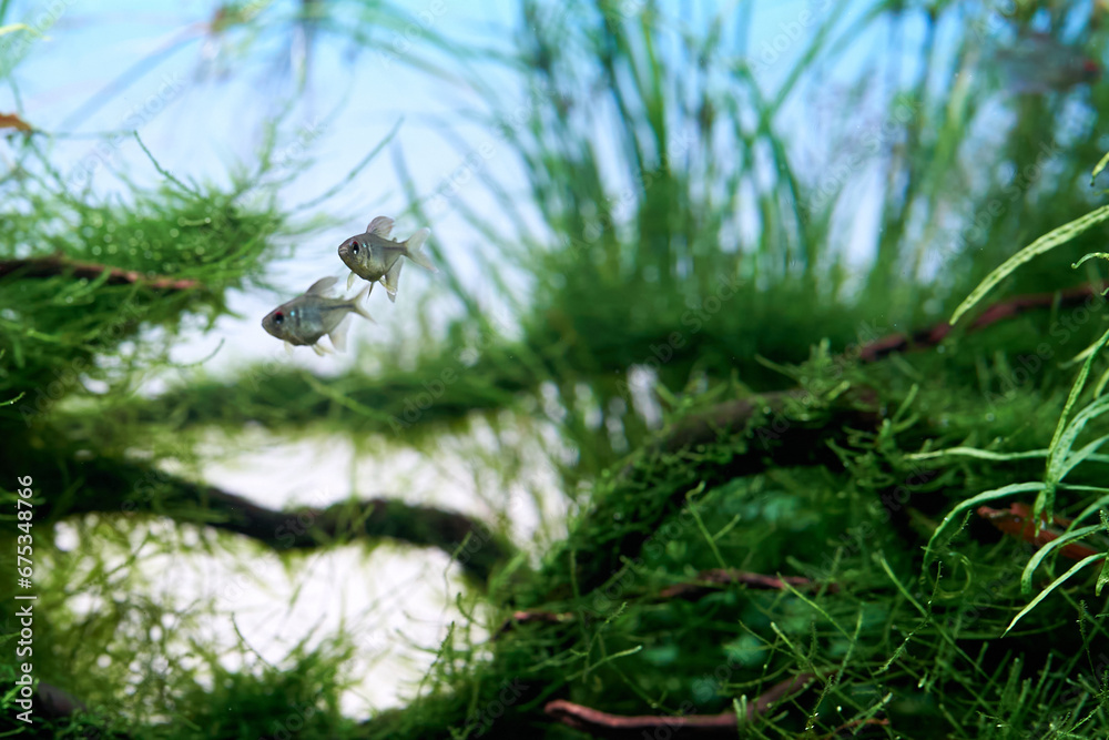 Wall mural a beautiful tropical aquarium. a pair of diamond tetra fish swimming in the aquarium with green moss