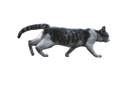 cat of background wallpaper in png