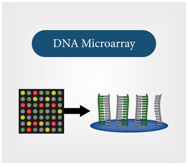 DNA Microarray,  utilized to ascertain if an individual's DNA harbors mutations in genes such as BRCA1 and BRCA2. Vector and Illustration