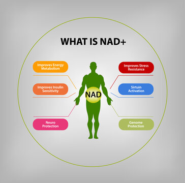 What is NAD+? Function of NAD+
