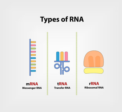 Types of RNA illustration Vector
3 main types of RNA are involved in protein synthesis. Messenger RNA (mRNA), Transfer (tRNA), ribosomal RNA (rRNA)
