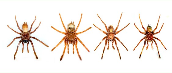 Fulgora laternaria spread is common in Central and South America, Mexico.