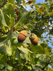 acorn on the tree © Vicky