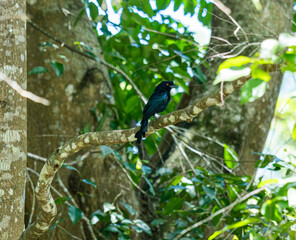 black bird on a tree