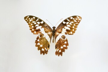 Fulgora laternaria spread is common in Central and South America, Mexico.