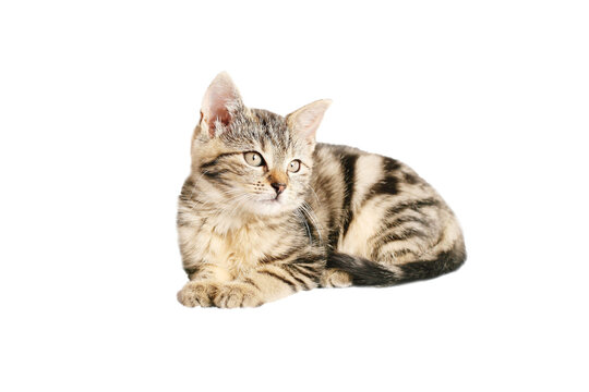 cat of background wallpaper in png