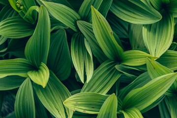 Closeup shot of a lush green leaves of a plant.