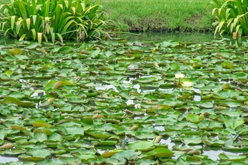 lotus leaf, pond with many lotus leaves,Suanluang Rama 9