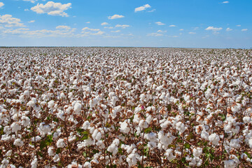 cotton plantation 