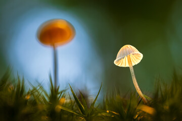 Pilze im Wald als Close up