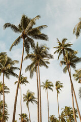 Tropical palms fields 
