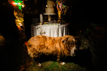 Neufundl&auml;nder Hund vor Hochzeitstorte