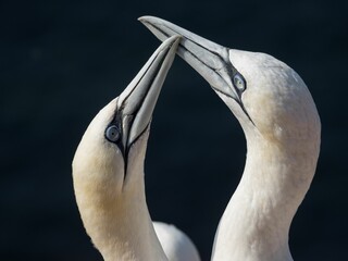 Closeup image of Northern Gannets (Morus bassanus) perched on a rock near a body of water