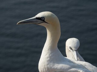 Closeup image of a beautiful northern gannet