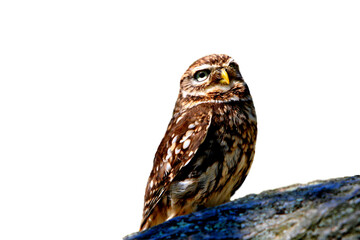 owl isolated of background wallpaper in png