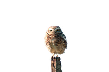 owl isolated of background wallpaper in png