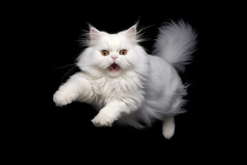 angora cat jumping on isolated background - obrazy, fototapety, plakaty