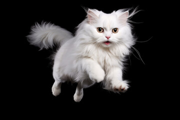 angora cat jumping on isolated background