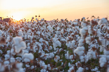  cotton plantation