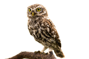 Owl Sit on tree branch isolated on transparent background, looking to camera, 