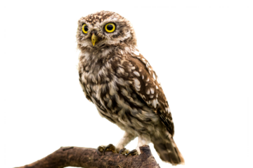 Little Owl Athene noctua isolated on white background wild predatory bird perched on branch nature avian wildlife cutout, looking to camera, 