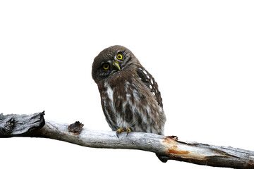 Owl sit on tree branch isolated on transparent background, PNG 