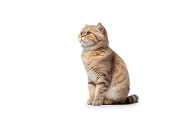 Obraz premium scottish fold cat on isolated background